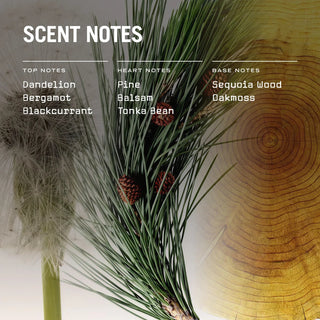 Sequoia Scented Candle Refill - LOOMSHIRE - 5