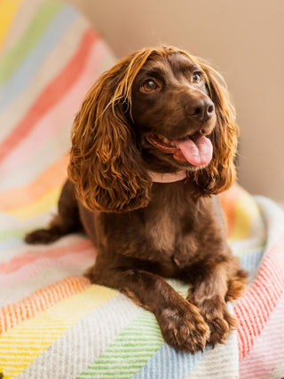 Stripe Pure New Wool Throw - Rainbow Grey - LOOMSHIRE - 7